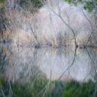 USA, Pennsylvania, Delaware Water Gap. Frosty winter trees reflect in water. Art Print